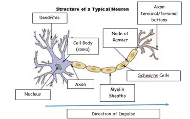Justify its shape with regards to its function. The Structure And Function Of Sensory Relay And Motor Neurons Psychology Hub