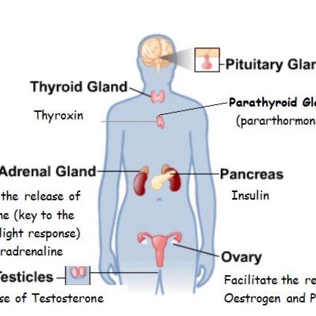 essay about hormones in the body