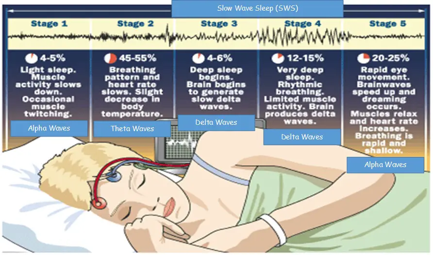 5 Stages of Sleep. Giving response phase.