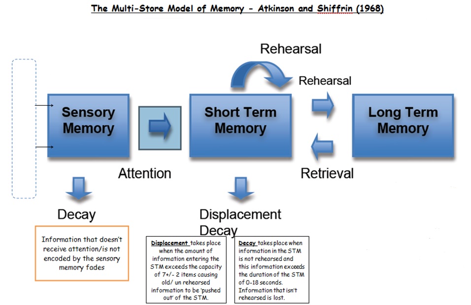 essay on the multi store model of memory